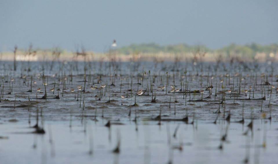 Mangrove Alliance Calls Businesses To Fix Mangrove Rehabilitation